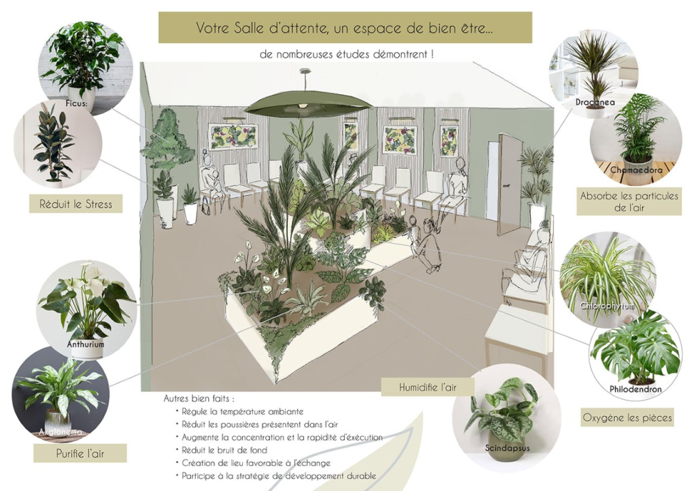plante-interieure-plan