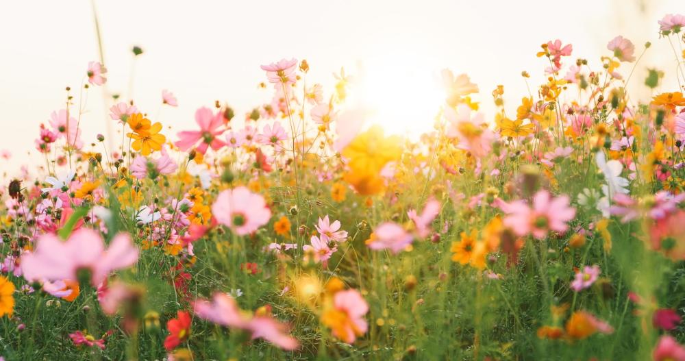 printemps