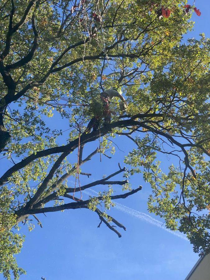 abattage-arbre